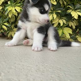 Maltese and Siberian Husky Puppies from Nyx’s Pack