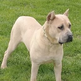 Nala - Cane Corso