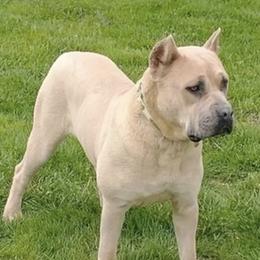 Nala - Cane Corso