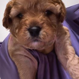 Cisco - Red male Cavapoo puppy in Lexington, Kentucky from Callaway's Cavaliers
