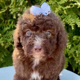 Sleepy - Brown and white female Aussiedoodle puppy in Denton, Maryland from Royal Conron Doodles
