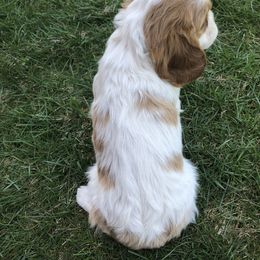 Cavalier King Charles Spaniel Puppies from Christina’s Cavaliers