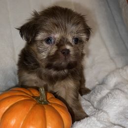 Boy 2 - Brindle Shih Tzu puppy in Bakersfield, California from Little pumpkin Shih Tzu’s