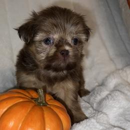 Boy 2 - Brindle Shih Tzu puppy in Bakersfield, California from Little pumpkin Shih Tzu’s