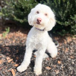 Peaches - Goldendoodle