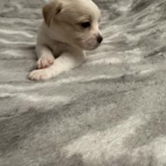 Gray collar - Shorkie puppy from Sensational Shorkies