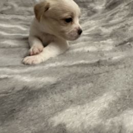 Gray collar - Shorkie puppy from Sensational Shorkies