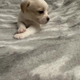 Gray collar - Shorkie puppy from Sensational Shorkies