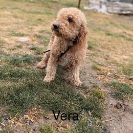Vera - Goldendoodle