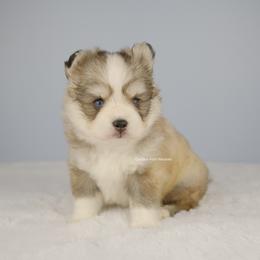 Luca - Silver male Pomsky puppy in Loxahatchee, Florida from Cardinal Point Pomskies