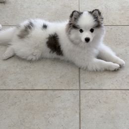 Pomsky Puppies from Bluepomski Puppies & Stud Services Of South West Florida
