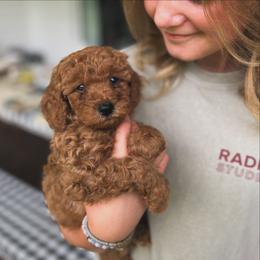 Cavalier King Charles Spaniel, Cavapoo, Havanese, Havapoo, and Poodle Puppies from West Cobb Dogs