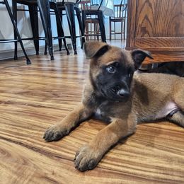 Belgian Malinois Puppies from Love Belgian Malinois