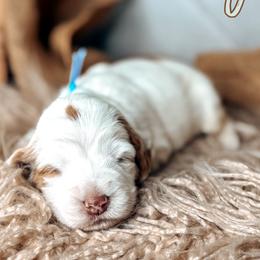 Oakley - Caramel cream female Australian Labradoodle puppy in Decatur, Alabama from Southern Meadows Doodles