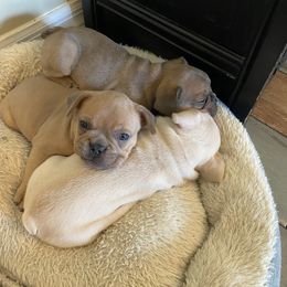 French Bulldog Puppies from Heather's Frenchies