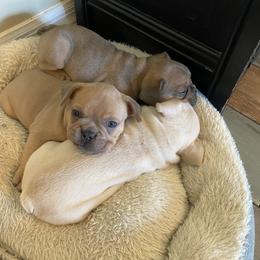 French Bulldog Puppies from Heather's Frenchies