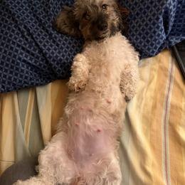 Cookie - Dachshund