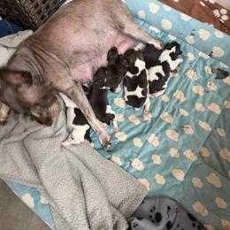 Miniature Schnauzer puppies from Fran’s Miniature Schnauzers