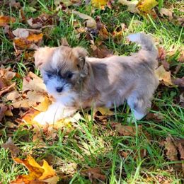 Jack - Boy 3 - Brown and white male Shichon puppy in Owenton, Kentucky from Robertson's Dream Ranch Aussies & Teddy's