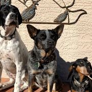 Pointers from Black Diamond Pointers