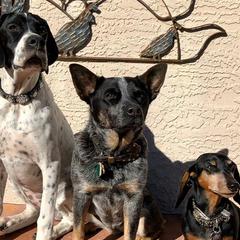 Pointers from Black Diamond Pointers