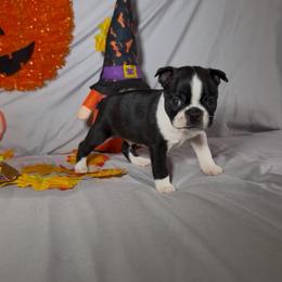 Lando - Black brindle and white male Boston Terrier puppy in London, Kentucky from Puppy Love