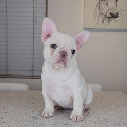 French Bulldog Puppies from Frenchies of WesCo, LLC