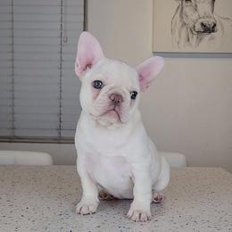 French Bulldog Puppies from Frenchies of WesCo, LLC