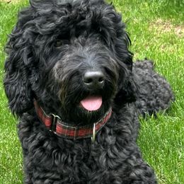 Sasha - Bernedoodle