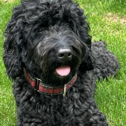Sasha - Bernedoodle