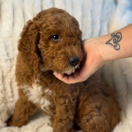 Laguna - Red  female Goldendoodle puppy in La Verne, California from Marshall Goldendoodles