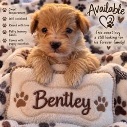 Bentley - Apricot male Goldendoodle puppy in Cumberland, Rhode Island from minigoldendoodlesofRI