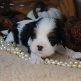Betsy - Tri-color female Cavalier King Charles Spaniel puppy in Mountain Grove, Missouri from Dogwood & Sassafras Companions
