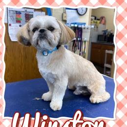 Winston - Shih Tzu
