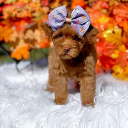 Girl 1 - female Cavapoo puppy in North Carolina from NC Doodle Puppies