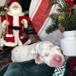 Snow - Merle female Great Dane puppy in Ardmore, Alabama from Delta Danes
