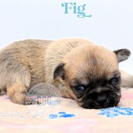 Fig - Black sabled fawn male Chihuahua puppy in Forsyth, Georgia from Brooks Grove Canines LLC