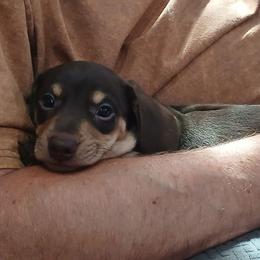 Reese - Chocolate and cream male Dachshund puppy in Salome, Arizona from Boopenstein Doxies