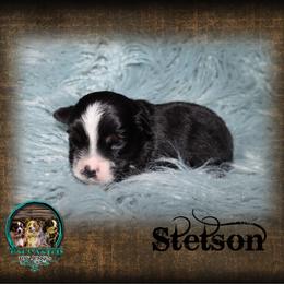 Stetson - Black tri male Toy Australian Shepherd puppy in Anson, Texas from Diamond Bar N Ranch