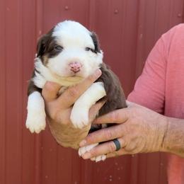Nola - Red tri female Miniature Australian Shepherd puppy in Foxworth, Mississippi from Ten Mile Aussies