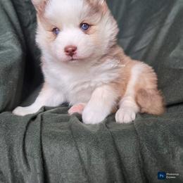 Brook - Red and white female Pomsky puppy in Mc Callsburg, Iowa from SZ Rolling Acres LLC