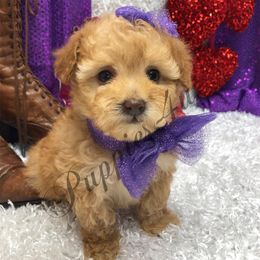Maltipoo, Poodle, and Shihpoo Puppies from Puppies-4U