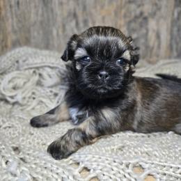 Trigger - Brindle male Shih Tzu puppy in Mountain Grove, Missouri from Precious Puppies