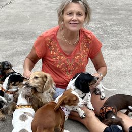 Dachshunds from Mini Me Miniatures