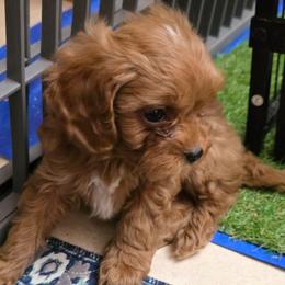 Triscuit - Red female Cavapoo puppy in Arkansas from Brew House