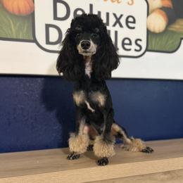 Lestat - Poodle