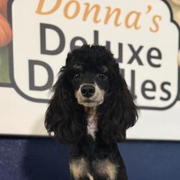 Lestat - Poodle