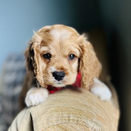 Cockapoo Puppies from Daysi's Puppies