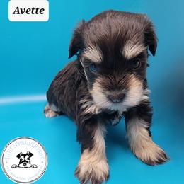 Miniature Schnauzer Puppies from Little Schnauzer Paws
