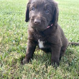 Labradoodle Puppies from Raising Doodles